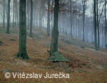 Hukvaldy 031