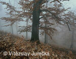 Hukvaldy 038