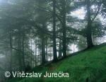Hukvaldy 050