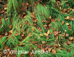 Hukvaldy 082