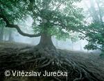 Hukvaldy 007