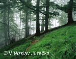 Hukvaldy 052