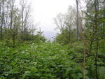 Hodslavice